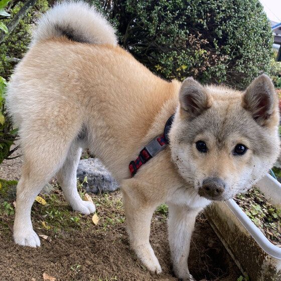 Mix（中型犬）のクッキーくん♪