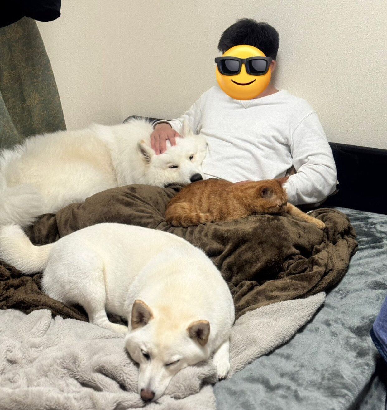 ベッドに集合する3匹