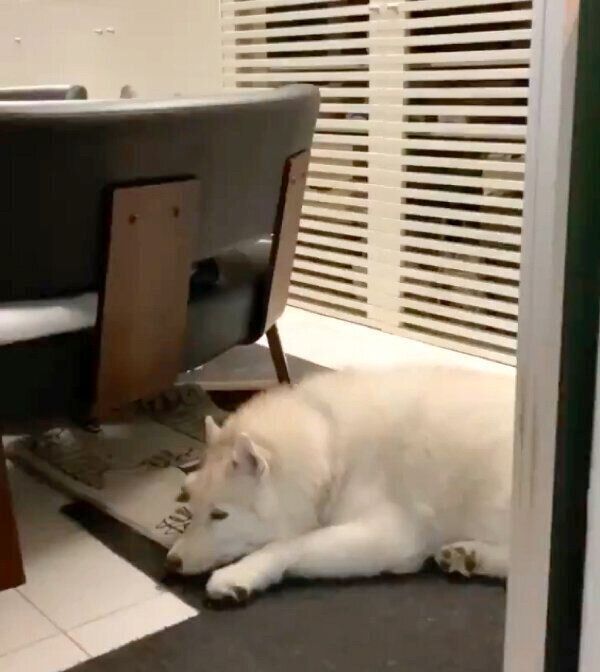 くつろぐグーちゃん