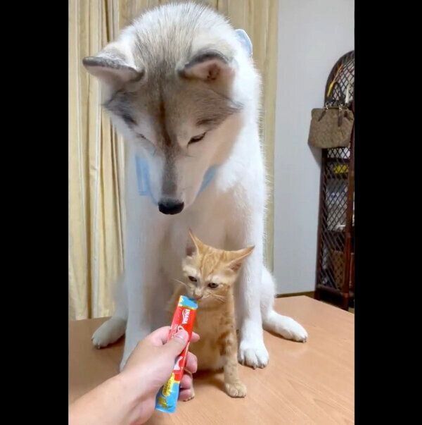 ちゅ〜るを食べるレンちゃんを見守るユキちゃん