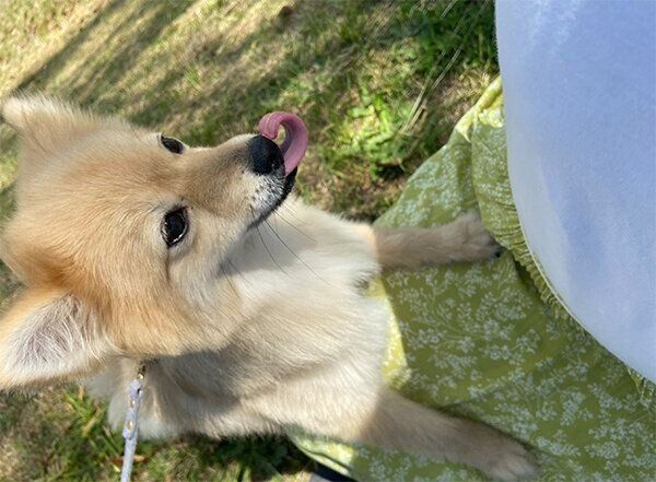 外で遊ぶはちみつちゃん