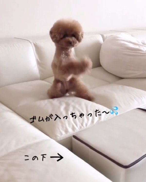 ヘアゴムを探すトイ・プードル