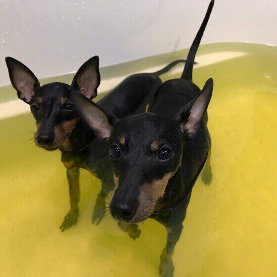 トイ・マンチェスター・テリアのリンちゃんとサラちゃん