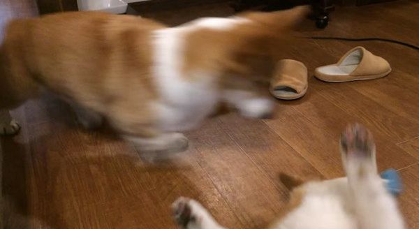 飛びつくコーギー