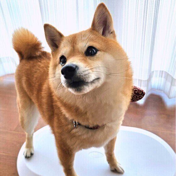 柴の福ちゃん