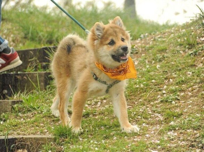 もふもふが子ライオンのように見えるという獅子丸くん