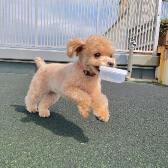 徐々に進行する変形性関節症とは？犬の歩き方に注意！ いぬのきもち