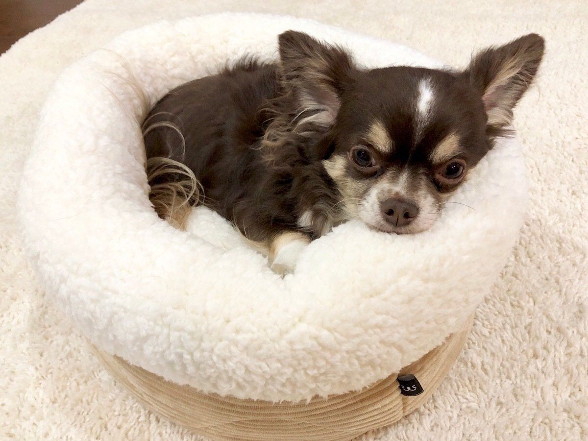 とろけるチワワ