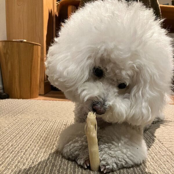 試したのは、WEBディレクター・Sと愛犬モモ（メス・4才／ミックス）