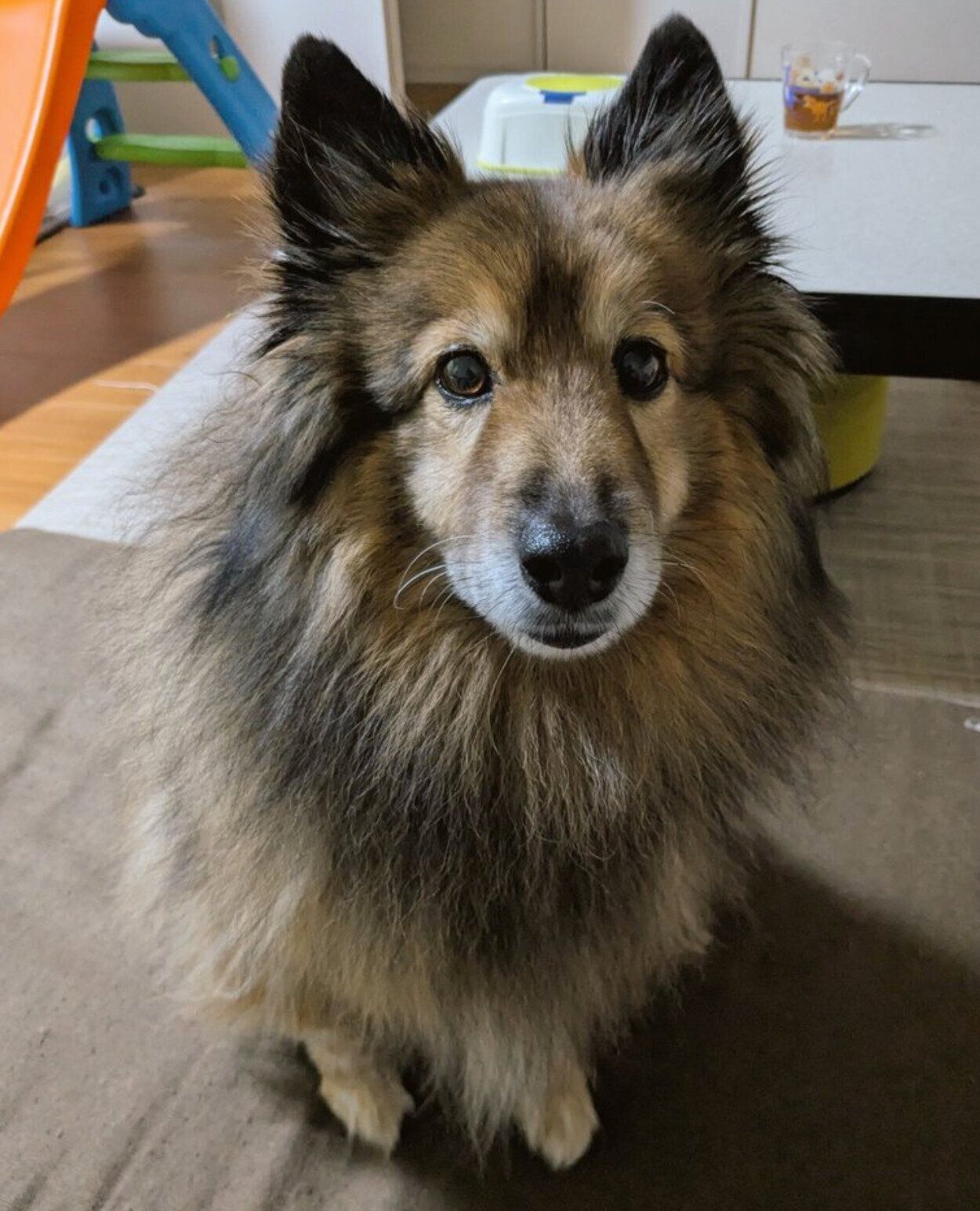 現在のポン太郎くん