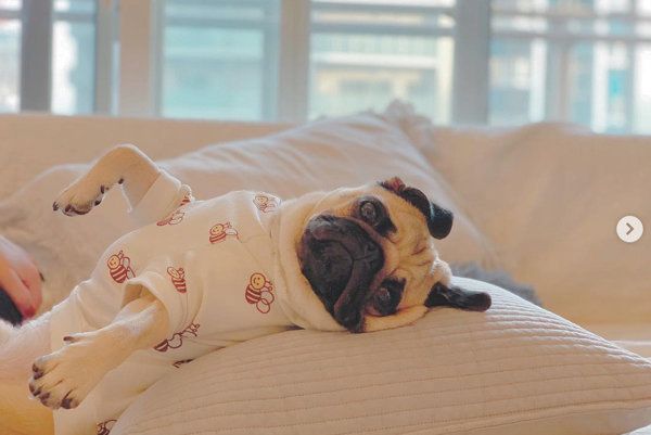 腹筋をするパグ