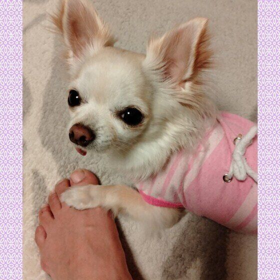 チワワのココちゃん
