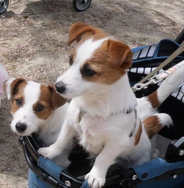 お花見に来たつぶくんとうずくん