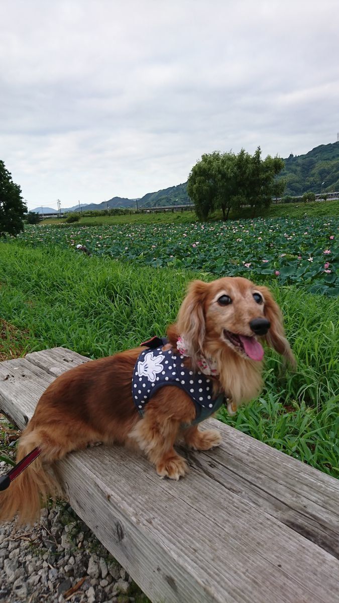 ベンチに座るダックス