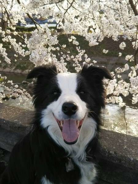 ボーダー・コリー