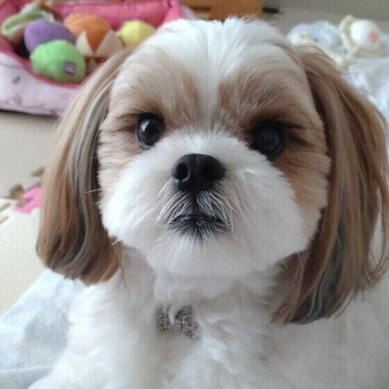 犬の 肝臓の数値が高い といわれたときに気をつけたいことは いぬのきもちweb Magazine