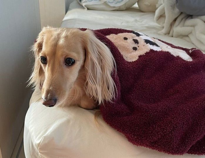 飼い主さんのセーターに包まれるちゃちゃちゃん