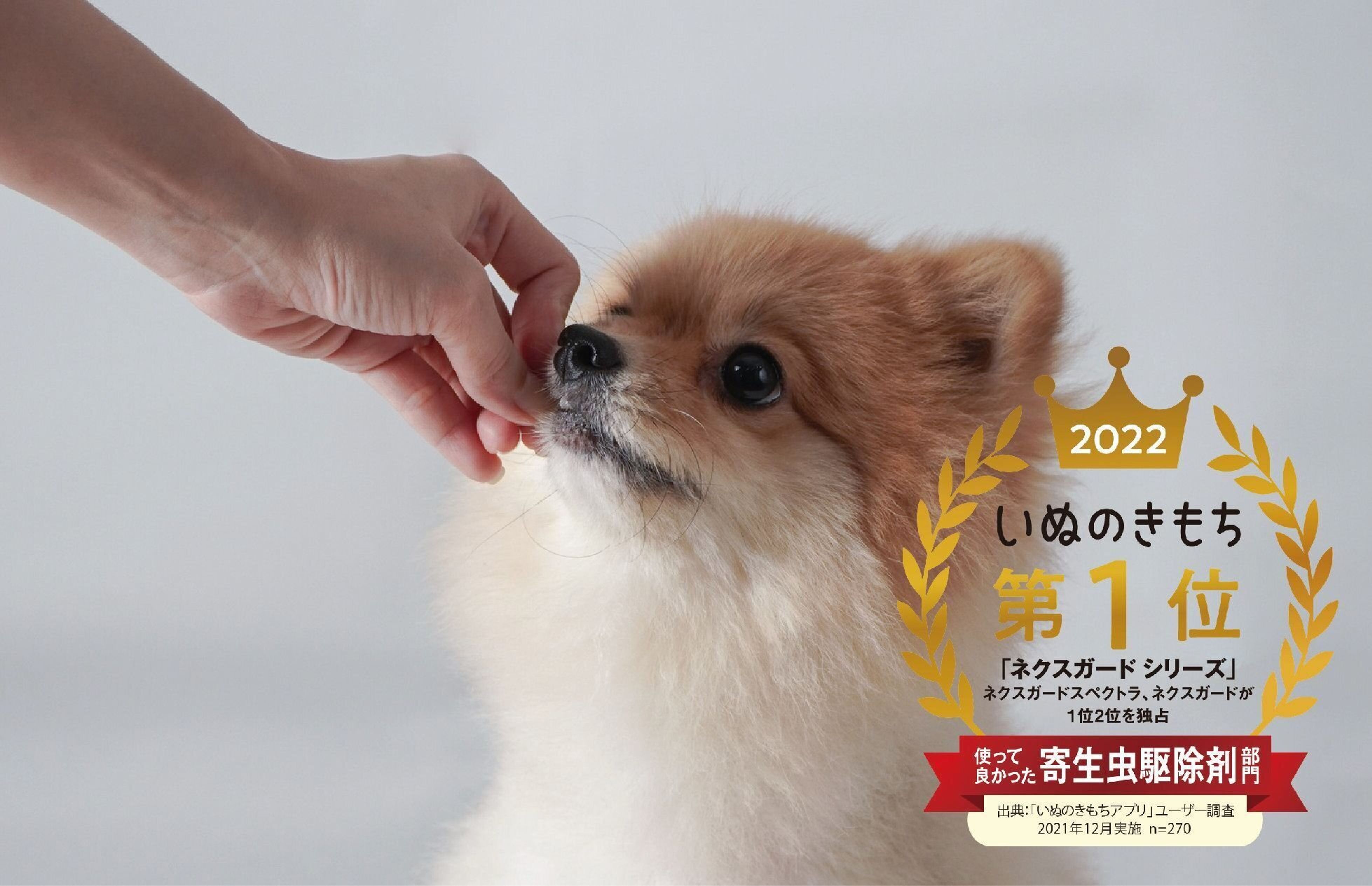 Pr 寄生虫対策を頑張る飼い主さんを応援します ネクスガード Good Jobキャンペーン スタート いぬのきもちweb Magazine Pr 寄生虫対策を頑張る飼い主さんを応援します ネクスガード Good Jobキャンペーン スタート いぬのきもちweb Magazine