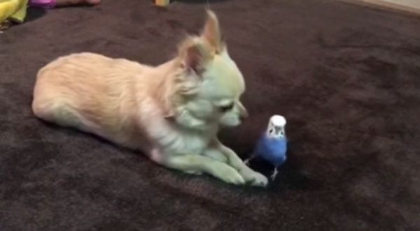 チワワとインコ