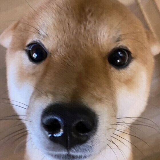 犬が嫌がる3つの接し方 犬が嫌がることってどんなこと？ いぬのきもち