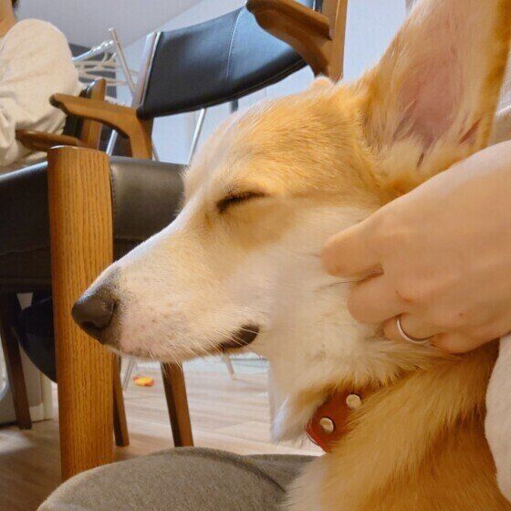 マッサージ中のワンちゃん