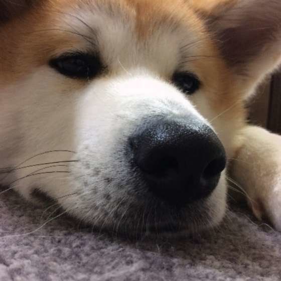 見つめる秋田犬