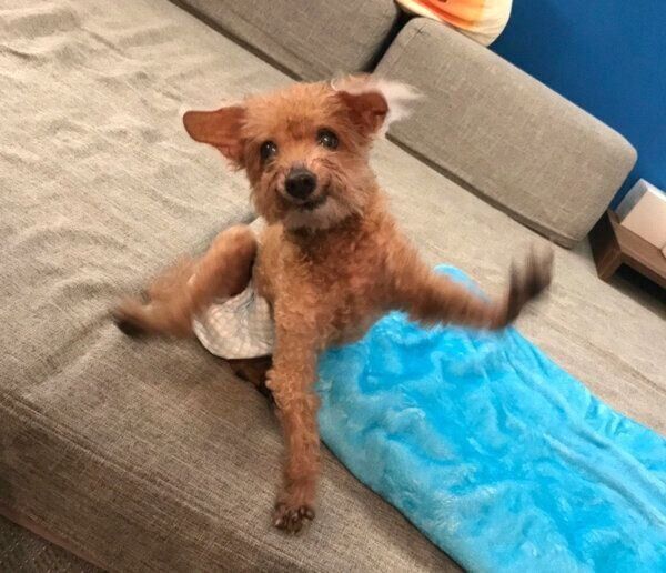 元気に動くこむぎじいちゃん