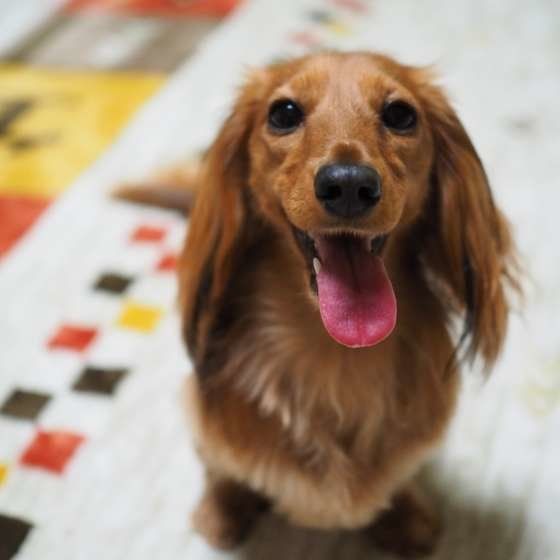 微笑むミニチュア・ダックスフンド