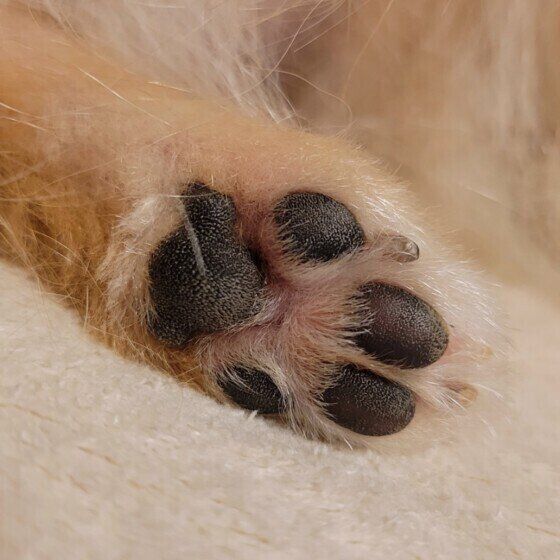 ハル  ポメラニアンおねんね中…