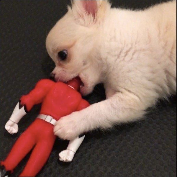 人形とじゃれるチワワ