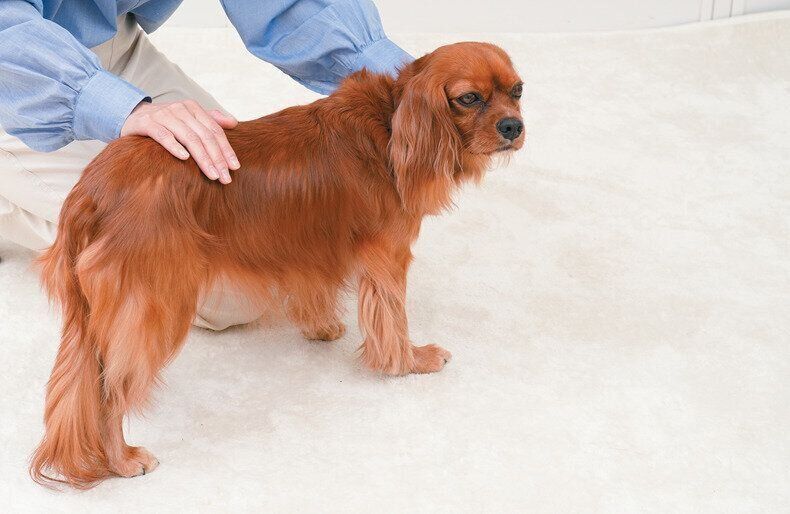 背中をなでられる犬