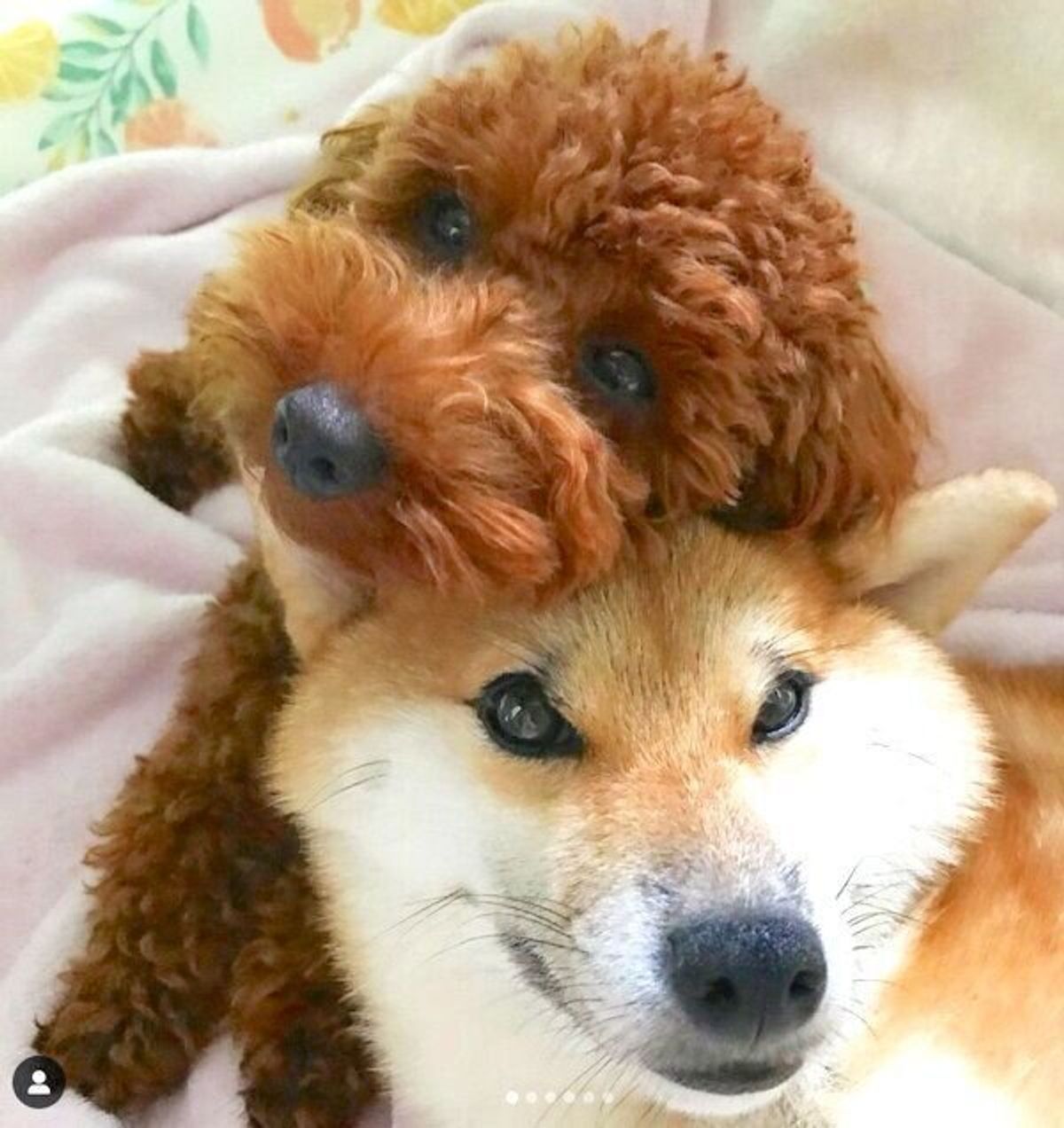 姉犬の熱心な毛づくろいで 妹犬が大変なことに 笑 愛が強すぎる行動の結末は いぬのきもちweb Magazine 姉犬の熱心な毛づくろいで 妹犬が大変なことに 笑 愛が強すぎる行動の結末は いぬのきもちweb Magazine