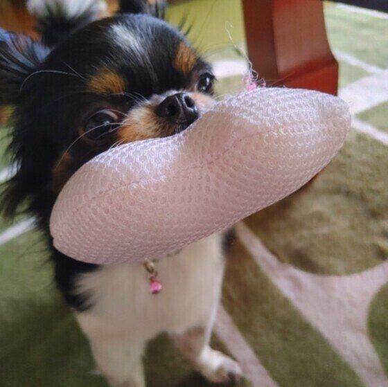 おもちゃをくわえる犬