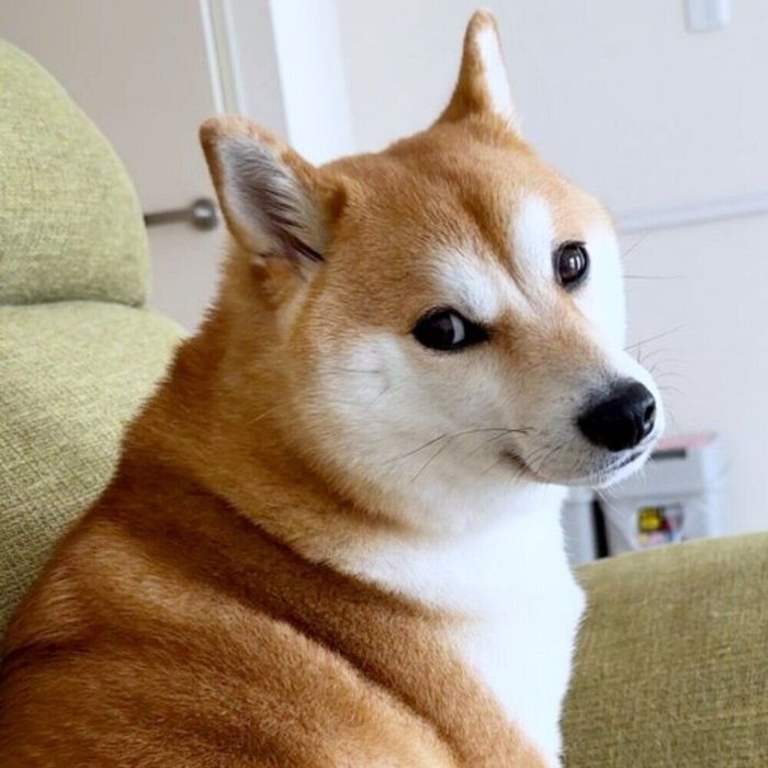 飼い主さんを見つめるふぅこちゃん