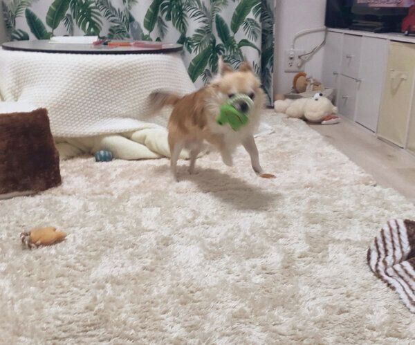 おもちゃで遊ぶちくわくん