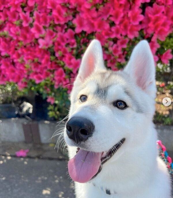 お散歩をするぽぽちゃん