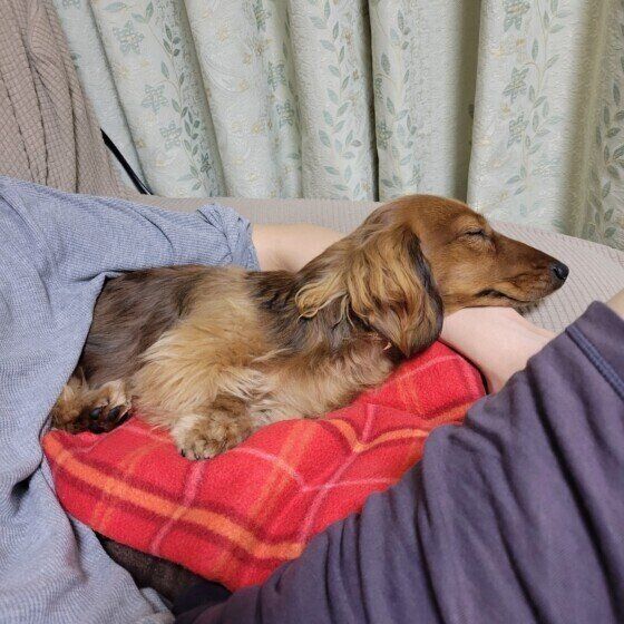 腕枕で眠るMダックスのロビンくん