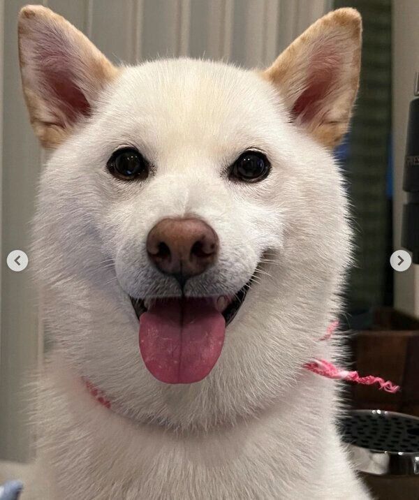 笑顔が可愛いしらたまちゃん