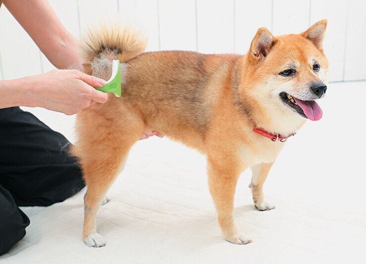 レーキング用ブラシでとかされる犬
