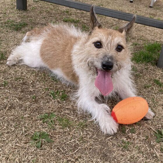 ジャックラッセルテリア