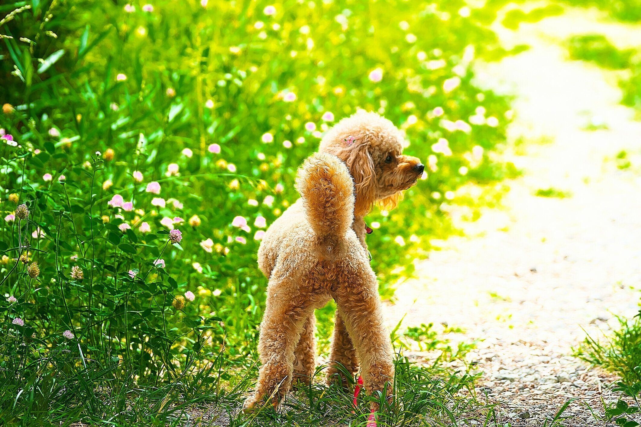 草むらに佇むプードル