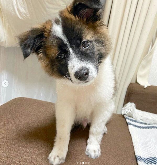 首を傾げるぴーたくん