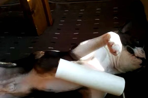 コロコロされるフレンチ・ブルドッグ