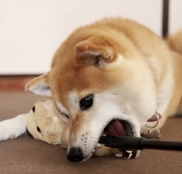 ぬいぐるみを守る柴犬