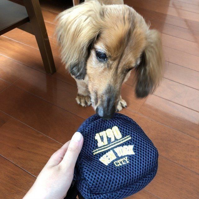 ペットメッシュリュックが気になる愛犬