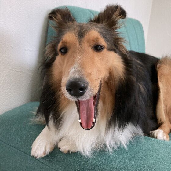 犬が毛を「ボワッ」と逆立てるのはなぜ？ 犬に逆毛がみられる理由と対処法 いぬのきもち