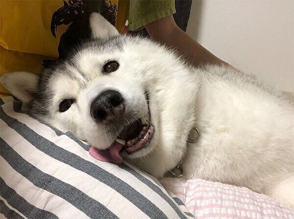 まったりくつろぐシルビアちゃん