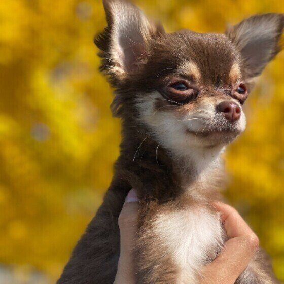 チワワのココちゃん