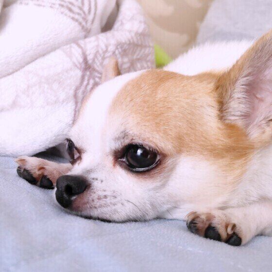 あごをつけて伏せるチワワ