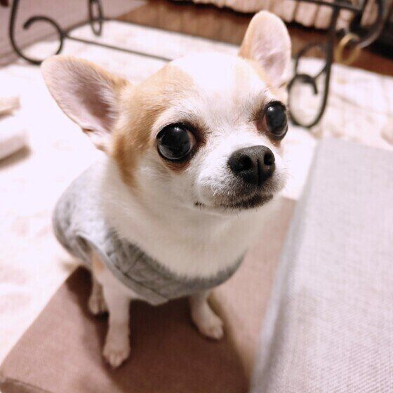 チワワのココくん♪